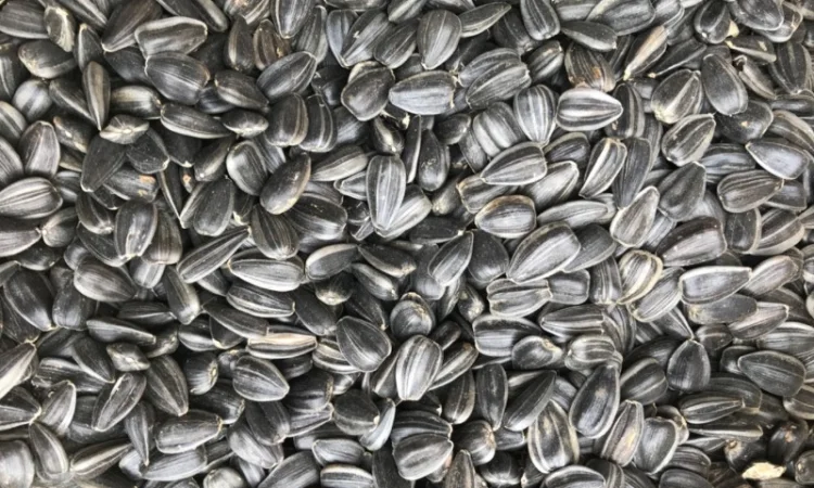 Закупаемо Семечку - фото № 1