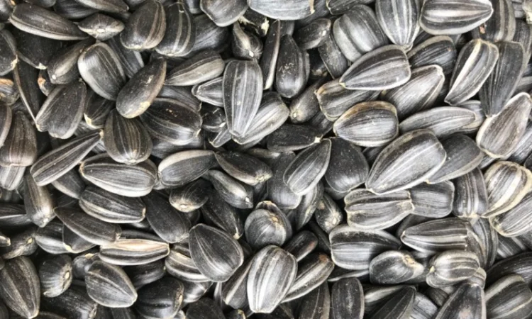 Куплю кондитерскую Семечку - фото № 1