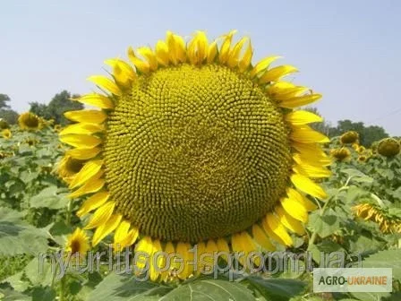 Семена подсолнечника PR64F66 - фото № 1