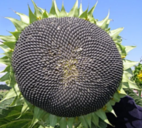 Кондитерські сорти соняшника, насіння, 1р. СПК, Лакомка, Люкс, Добриня, та ін - фото № 1