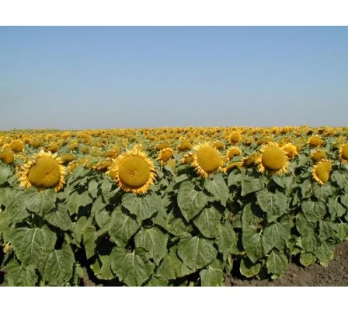 Кондитерські сорти соняшника, насіння, 1р. СПК, Лакомка, Люкс, Добриня, та ін - фото № 2