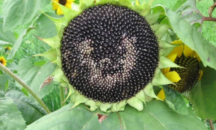 Насіння соняшника Казачій ультраранній СН1 - фото № 1