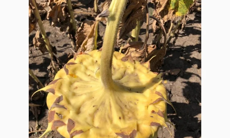 Подсолнечник Хайсан 238 IT Cruiser, лидер по урожайности - фото № 3