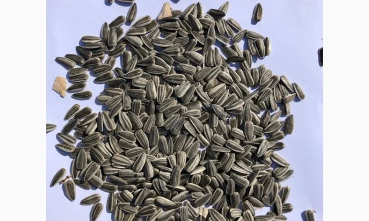 Подсолнечник Хайсан 238 IT Cruiser, лидер по урожайности - фото № 4