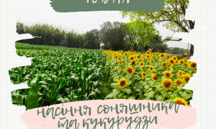 Тільки до кінця локдауну знижка на насіння соняшника 10% - фото № 1