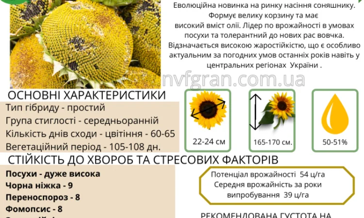 Тільки до кінця локдауну знижка на насіння соняшника 10% - фото № 2