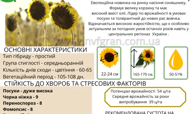 Акція !!! Насіння соняшника толерантний до гранстару - фото № 2