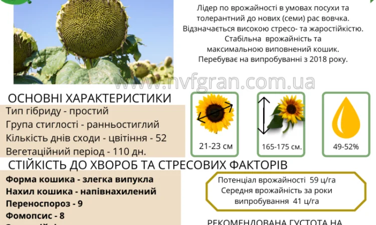 Акція !!! Насіння соняшника толерантний до гранстару - фото № 3