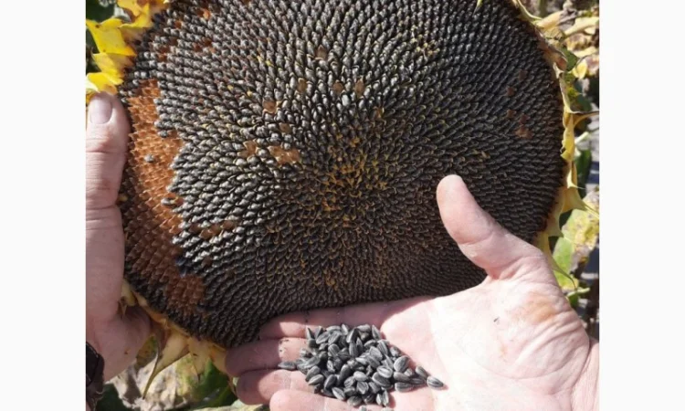 Насіння від виробника IMI, SU, Класичні нібриди соняшника та кукурудзи ФАО від 200 до 400 - фото № 2