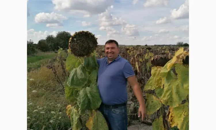 Продам насіння соняшника під Гранстар (50г/га) - фото № 5