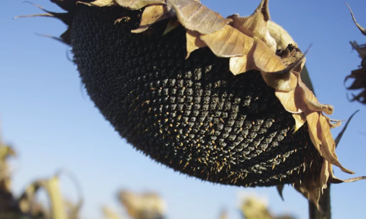 Насіння соняшника гібрид - Євро (clearfield) 100-105 днів - фото № 1