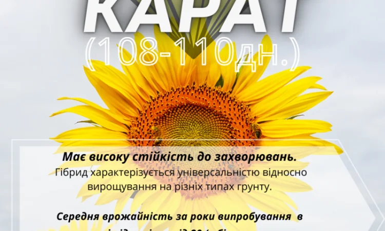 Насіння соняшника гібрид Карат(SU)- стійкий до вилягання та посухи - фото № 1