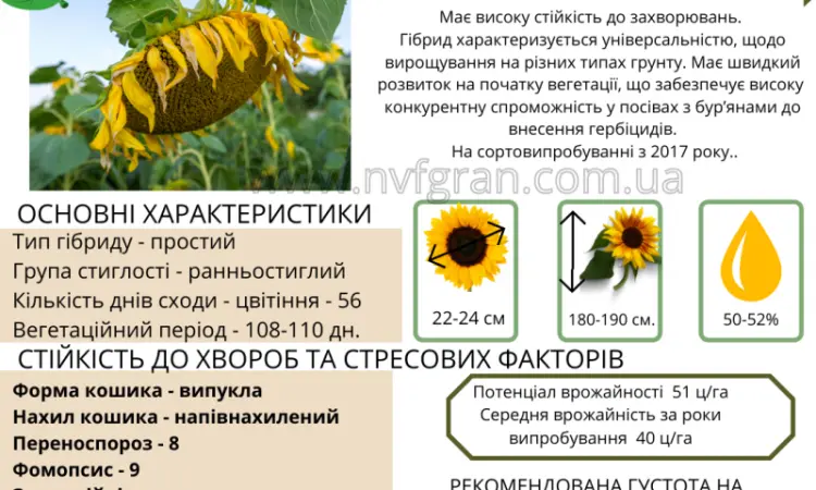 Насіння соняшника гібрид Карат(SU)- стійкий до вилягання та посухи - фото № 2