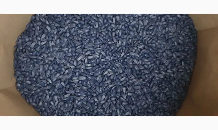 Насіння соняшника гібрид Карат(SU)- стійкий до вилягання та посухи - фото № 3