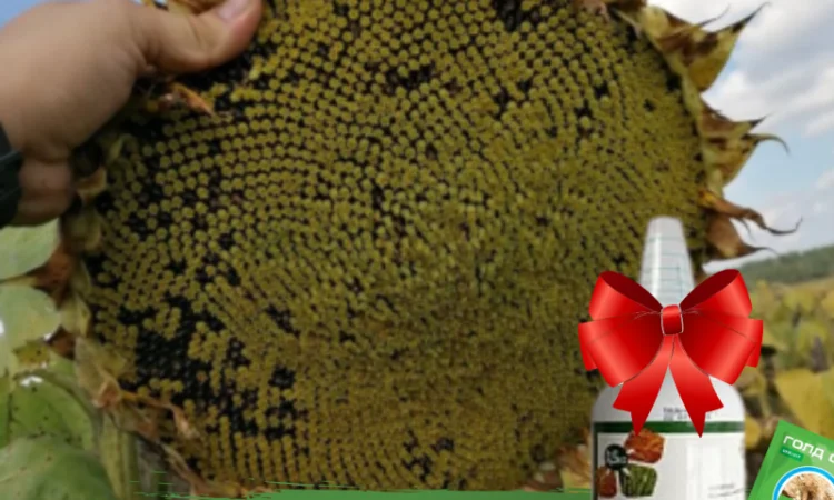 Новинки !!! Насіння соняшника гібрид -Урбан OR7+ під гранстар - фото № 1