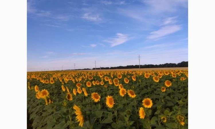 Новинка!!! Насіння Соняшника Гібрид - УРБАН OR7 (SU) - фото № 3
