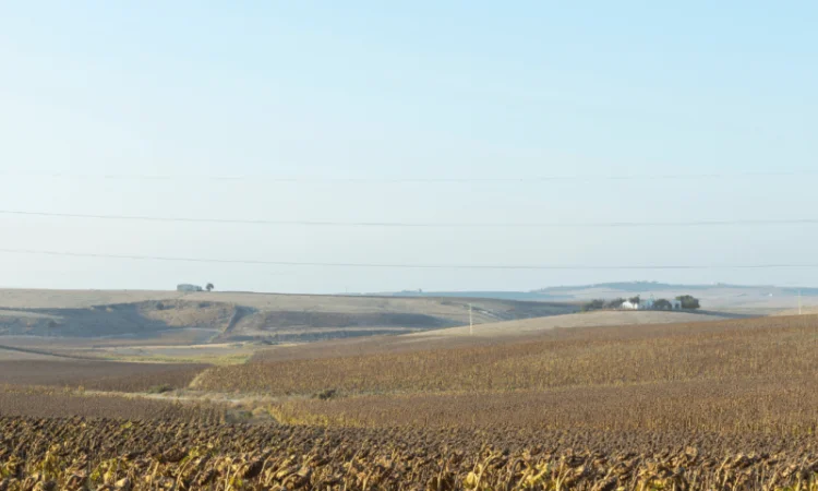 Високоурожайний гібрид соняшника "НЕЙМАР ПЛЮС OR7" - фото № 2