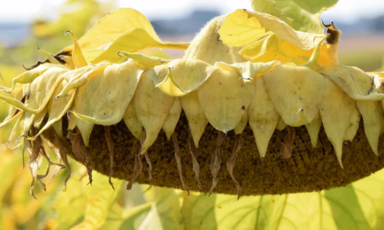 Високоурожайний гібрид соняшника "НЕЙМАР ПЛЮС OR7" - фото № 5