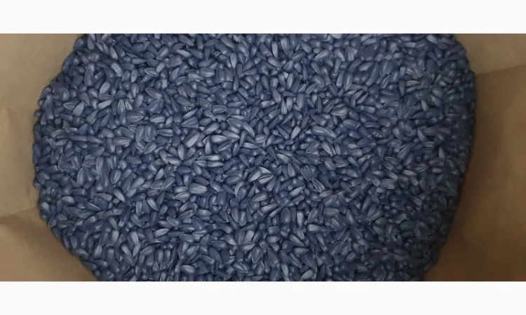 Високоурожайний гібрид соняшника "НЕЙМАР ПЛЮС OR7", висока стійкість до вовчка - фото № 1