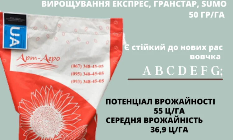 Високоурожайний гібрид соняшника "НЕЙМАР ПЛЮС OR7" - фото № 1