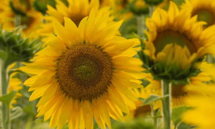 Урбан OR7+ (105-110 дн.) під гранстар 50 гр/га - фото № 2