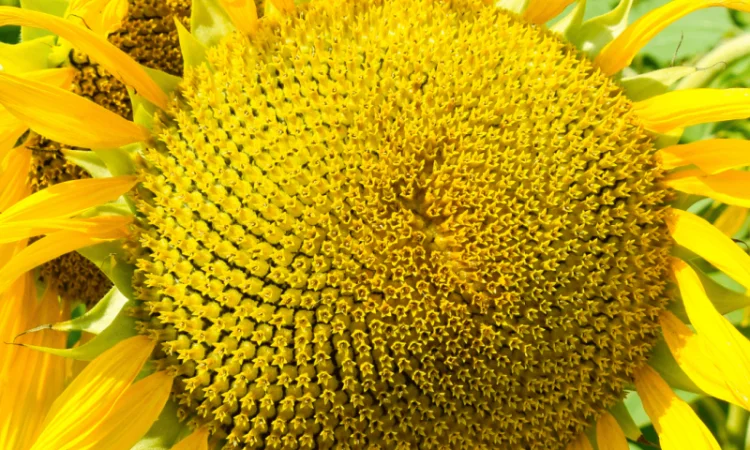 Урбан OR7+ (105-110 дн.) під гранстар 50 гр/га - фото № 3