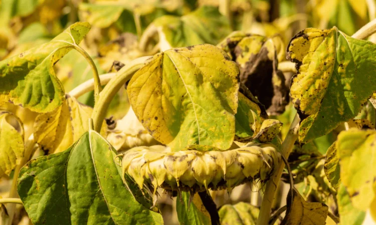 Урбан OR7+ (105-110 дн.) під гранстар 50 гр/га - фото № 5