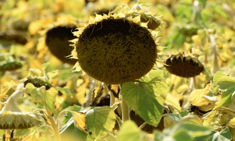 Урбан OR7+ (105-110 дн.) під гранстар 50 гр/га - фото № 6