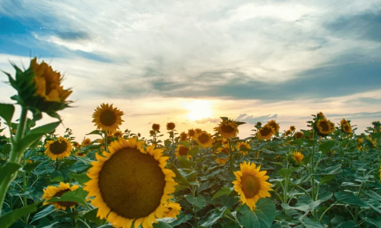 Урбан OR7+ (105-110 дн.) під гранстар 50 гр/га - фото № 8