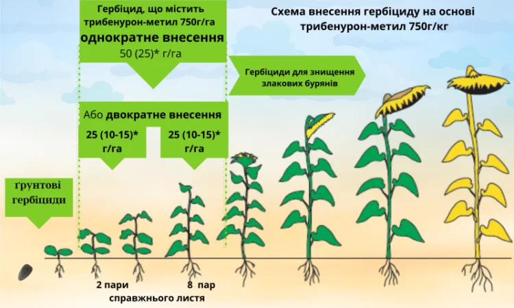 Карат- посівний матеріал бюджетного - фото № 6