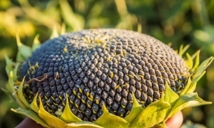 Насіння соняшника ОСМАН і АЛЬВАРЕЗ під євро-лайтнінг - фото № 2