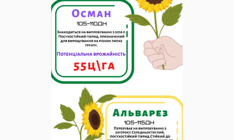 Насіння соняшника ОСМАН і АЛЬВАРЕЗ під євро-лайтнінг - фото № 1