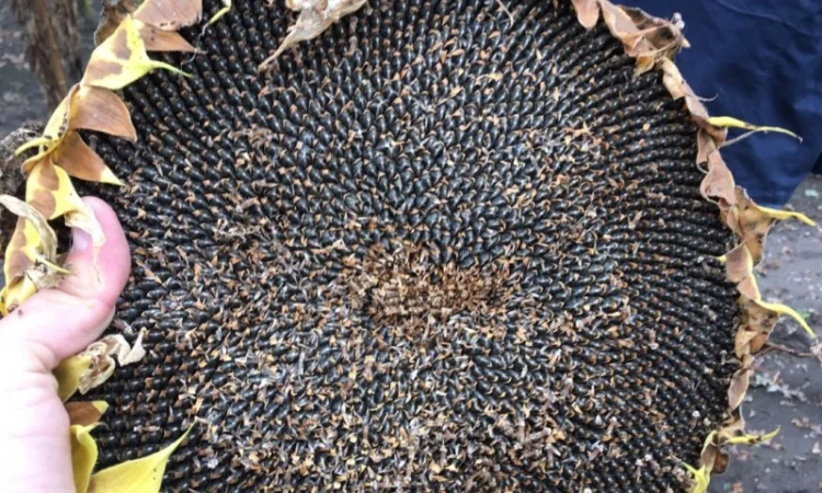 Посівний матеріал соняшника Гібрид ФеніксOR7 - фото № 1