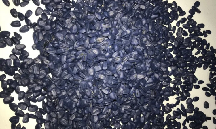 Посівний матеріал соняшника Гібрид ФеніксOR7 - фото № 2