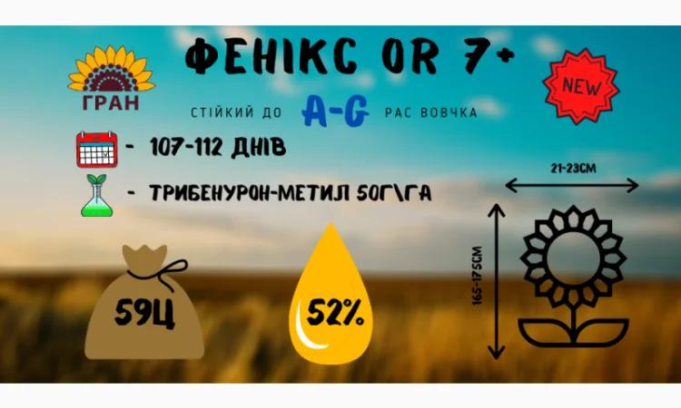 Посівний матеріал соняшника Гібрид ФеніксOR7 - фото № 2