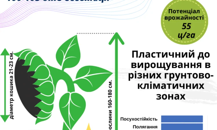 Пропоную!!! насіння соняшника гібрид АЛЬВАРЕЗ(ІМІ) - фото № 2