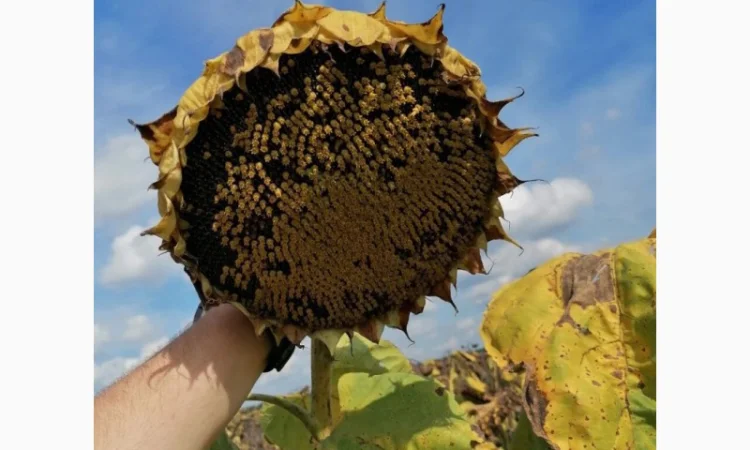 Пропоную!!! насіння соняшника гібрид АЛЬВАРЕЗ(ІМІ) - фото № 1