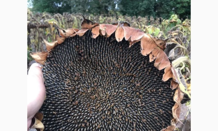 Пропоную!!! насіння соняшника гібрид АЛЬВАРЕЗ(ІМІ) - фото № 2