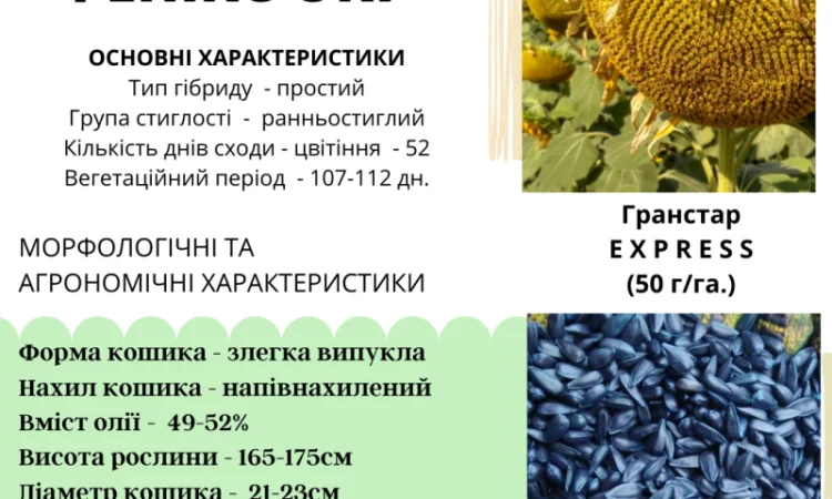 НОВИНКА!!! Гібрид ФЕНІКС - посівний матеріал соняшника під гранстар - фото № 2
