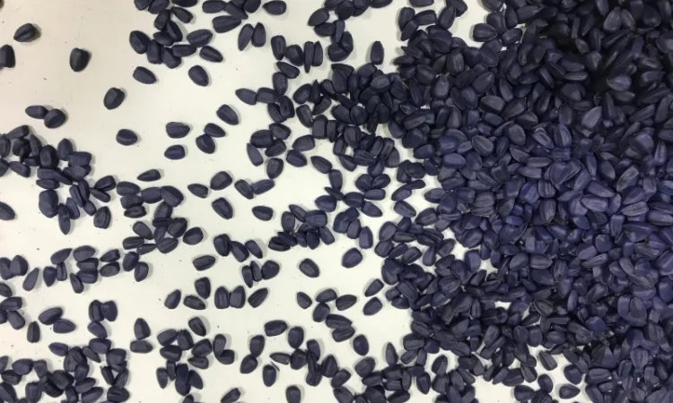 НОВИНКА!!! Гібрид ФЕНІКС - посівний матеріал соняшника під гранстар - фото № 2