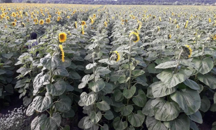 Посівний матеріал соняшника. Гібрид КАРАТ (108-110дн.) - фото № 3