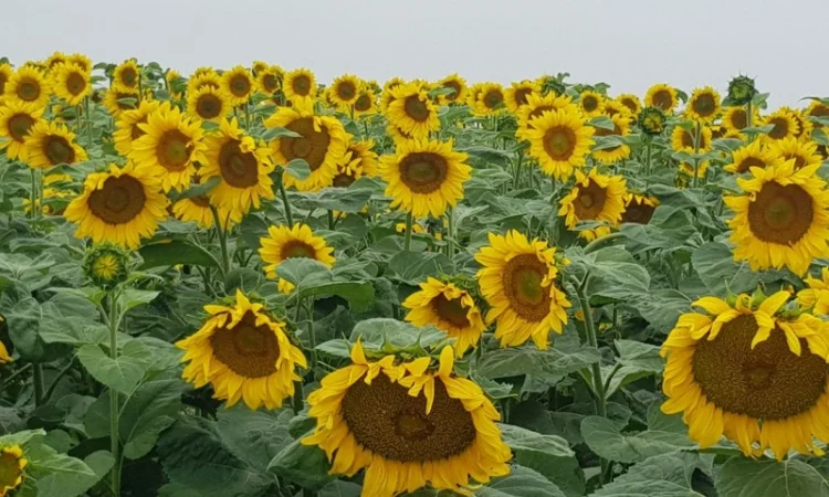 ПРОДАМ!!! насіння соняшника під гранстар - ШЕНОН OR7+ (110дн.) - фото № 2