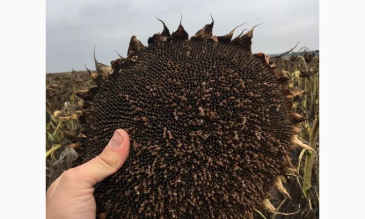 ПРОДАМ!!! насіння соняшника під гранстар - ШЕНОН OR7+ (110дн.) - фото № 3