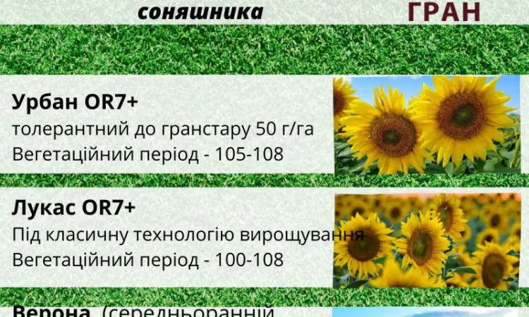 Новинки 2023! Посівний матеріал гібридів соняшника - фото № 3