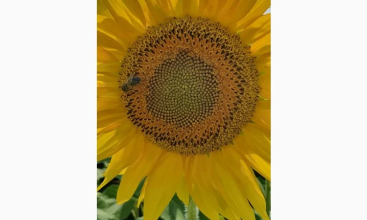 Новинки 2023! Посівний матеріал гібридів соняшника - фото № 3