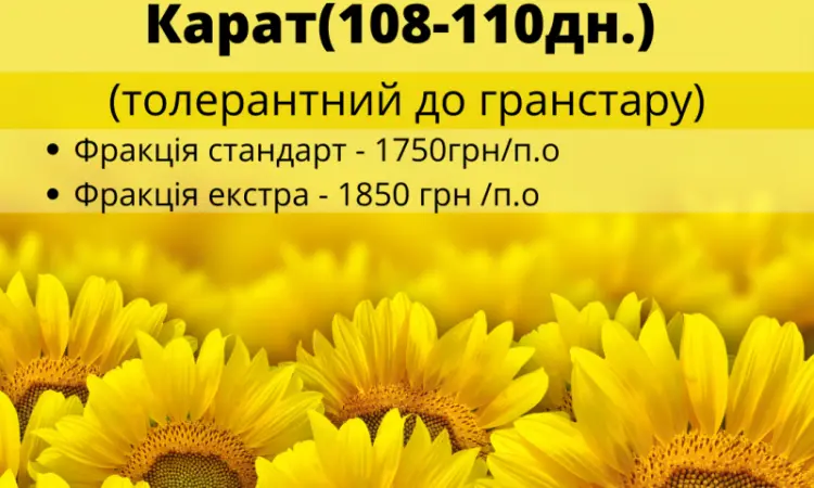 Насіння соняшника гібрид КАРАТ (108-110дн.) гранстаростійкий - фото № 2