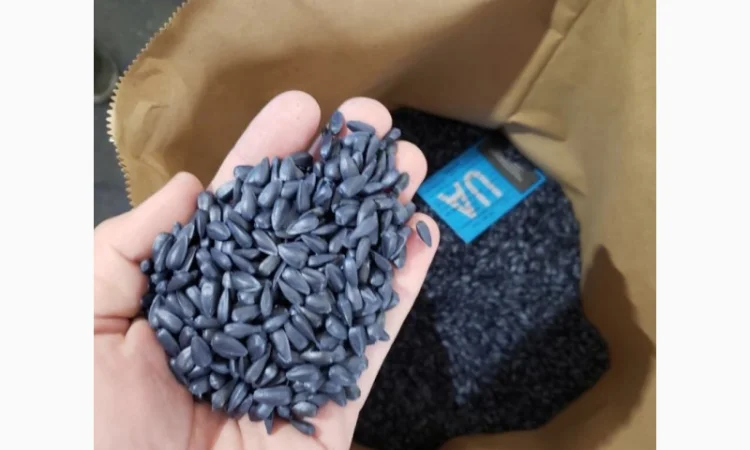 Насіння соняшника гібрид КАРАТ (108-110дн.) гранстаростійкий - фото № 1