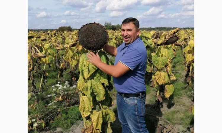Насіння соняшника гібрид КАРАТ (108-110дн.) гранстаростійкий - фото № 2