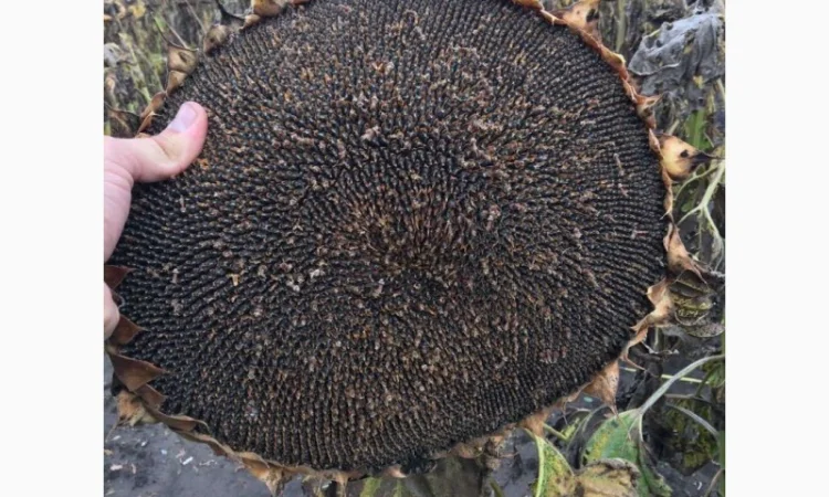 Насіння соняшника гібрид КАРАТ (108-110дн.) гранстаростійкий - фото № 3