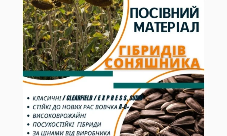 Посівний матеріал соняшника та кукурудзи - фото № 1